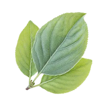 pngtree quince leaf isolated on transparent background png image 16846762